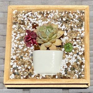 4”x4” Fresh Succulent Art Piece with 4 types